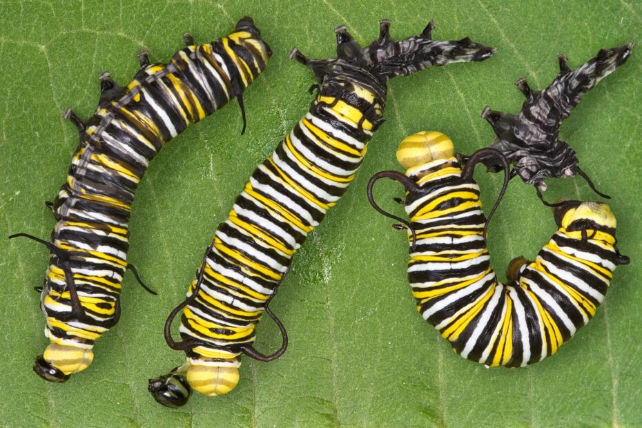 Monarch Butterfly Larvae