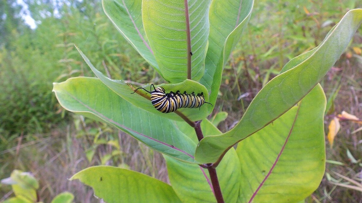 Monarch Butterfly Larvae At Tommy Thompson Park Monarch Butterfly Larvae At Tommy Thompson Park