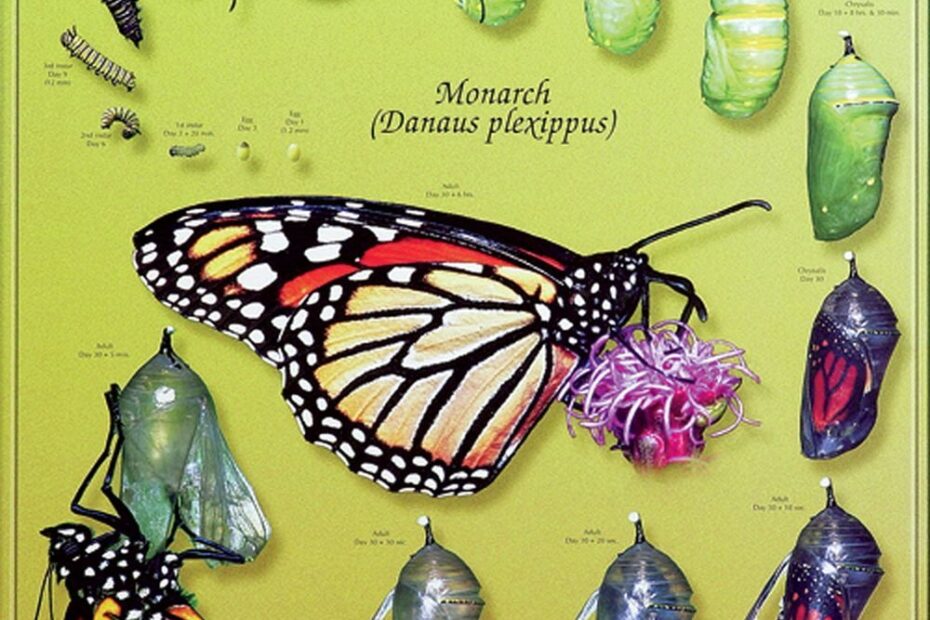 Monarch Butterfly Larvae Stage