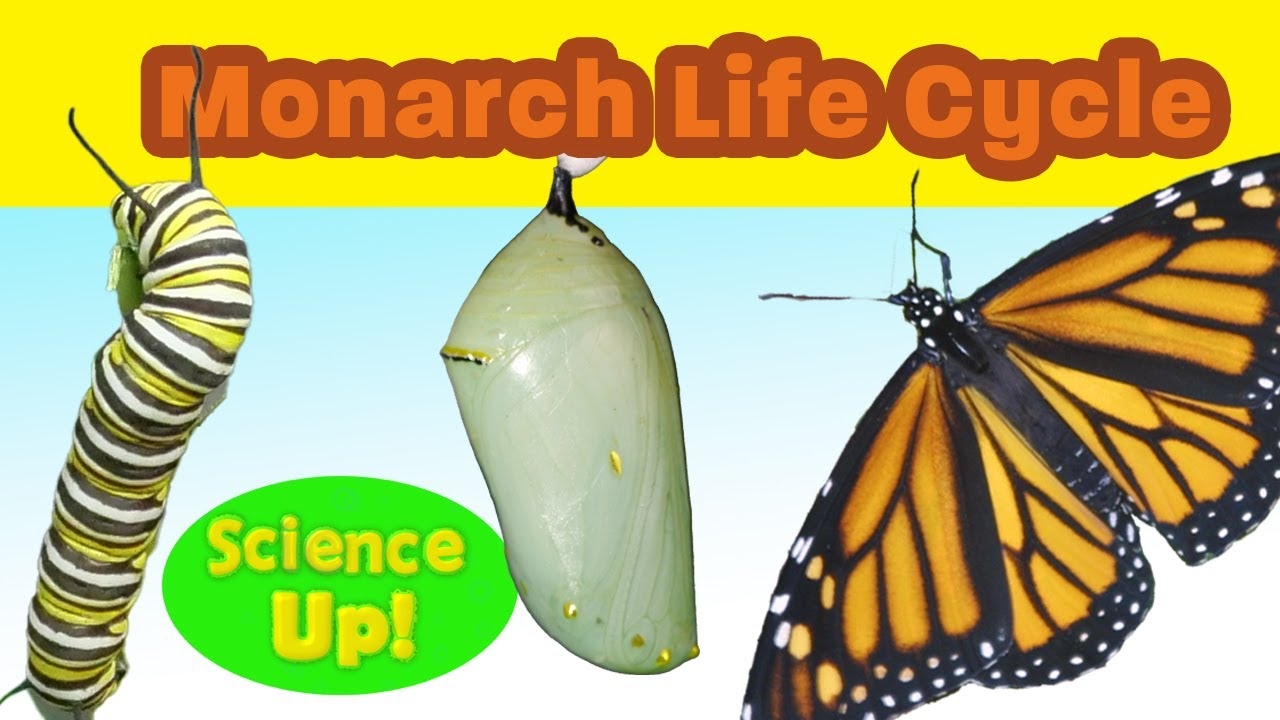 Monarch Butterfly Life Cycle Caterpillar Migration 55 OFF Monarch Butterfly Life Cycle Caterpillar Migration 55 OFF