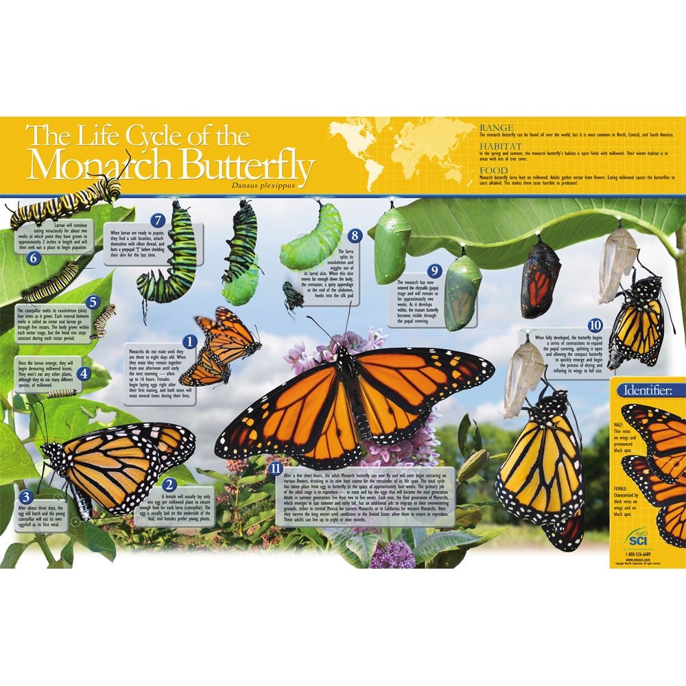 Monarch Butterfly Life Cycle Chart Carolina Monarch Butterfly Life Cycle Chart Carolina