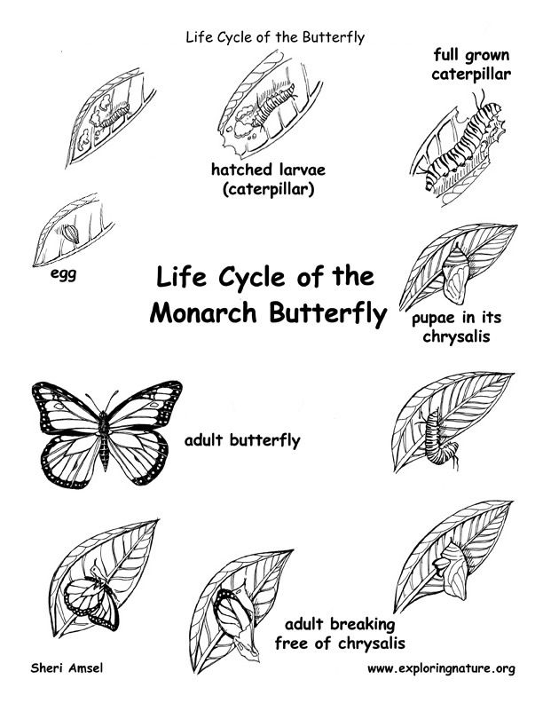 Monarch Life Cycle Coloring Sheet Monarch Life Cycle Coloring Sheet