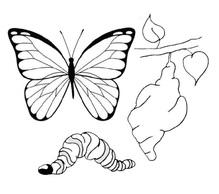 Monarch Butterfly Life Cycle Coloring Page