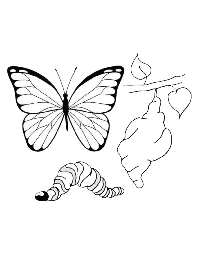 Monarch Butterfly Life Cycle Coloring Page Monarch Butterfly Life Cycle Coloring Page