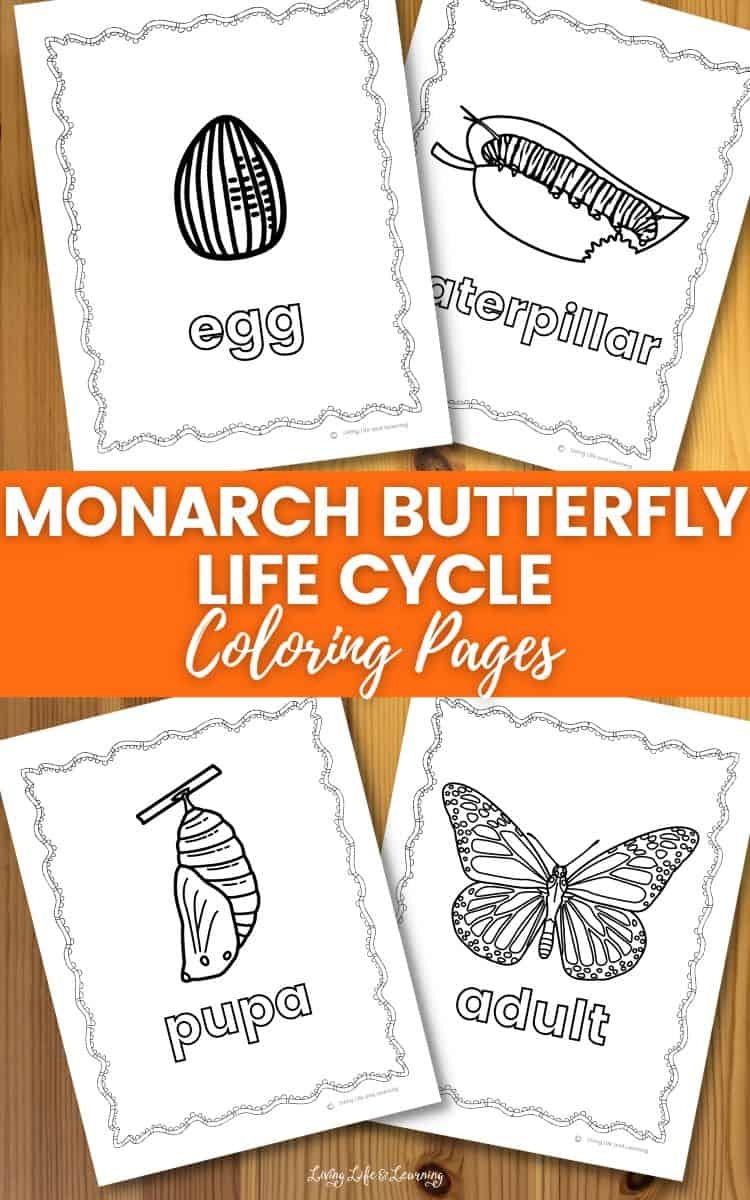 Monarch Butterfly Life Cycle Coloring Pages Story Living Life And Monarch Butterfly Life Cycle Coloring Pages Story Living Life And
