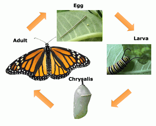 Monarch Butterfly Life Cycle Diagram Monarch Butterfly Life Cycle Diagram