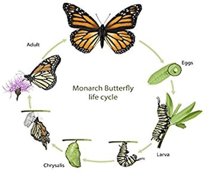 Monarch Butterfly Life Cycle Diagram