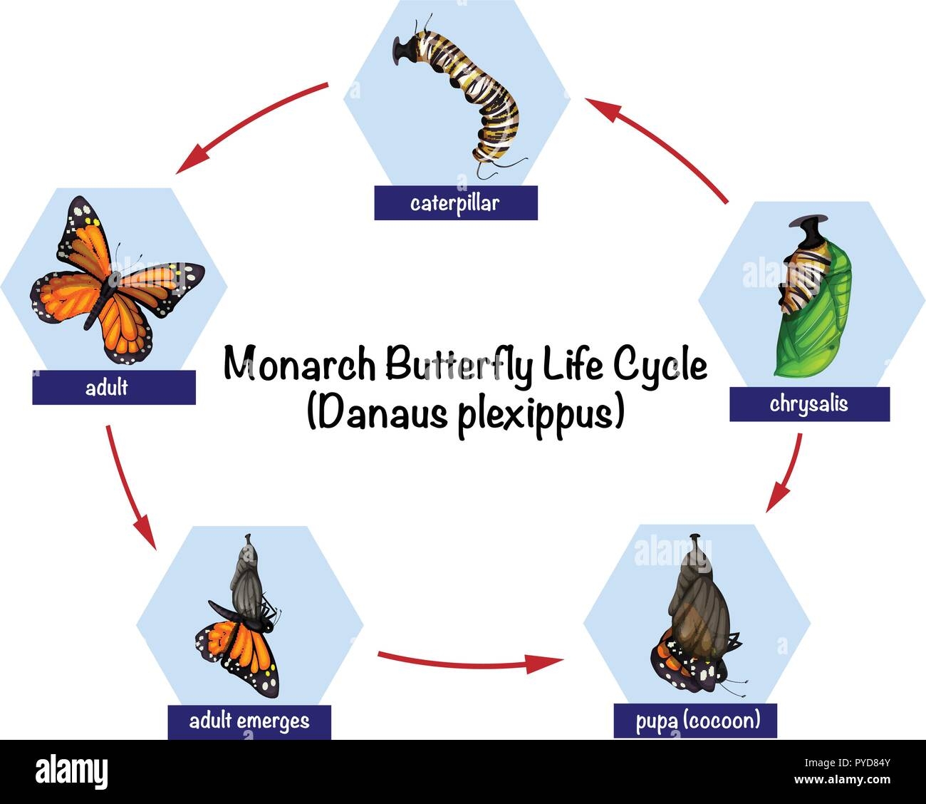 Monarch Butterfly Life Cycle Illustration Stock Vector Image Art Alamy