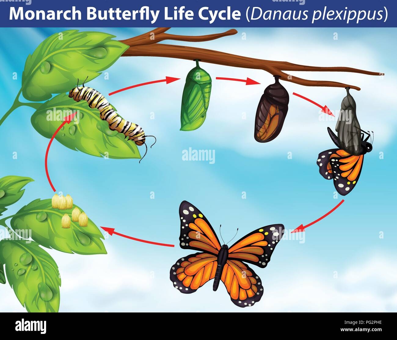 Butterfly Life Cycle Illustration