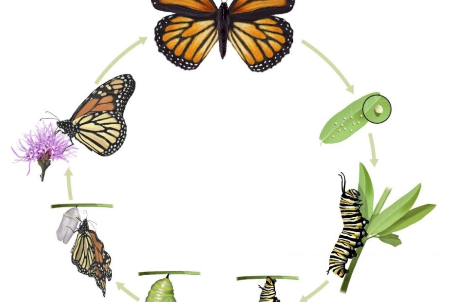 Monarch Butterfly Life Cycle Lemonade Makers
