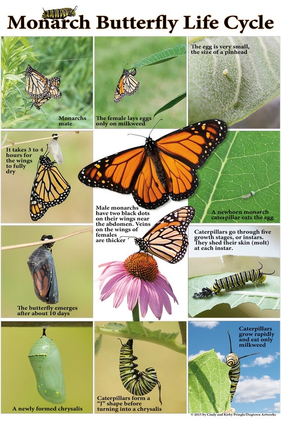 Monarch Butterfly Life Cycle Poster Monarch Butterfly Life Cycle Poster