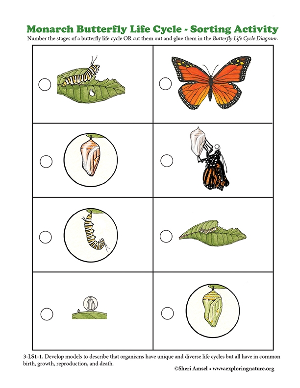 Monarch Butterfly Life Cycle Sorting Activity Monarch Butterfly Life Cycle Sorting Activity