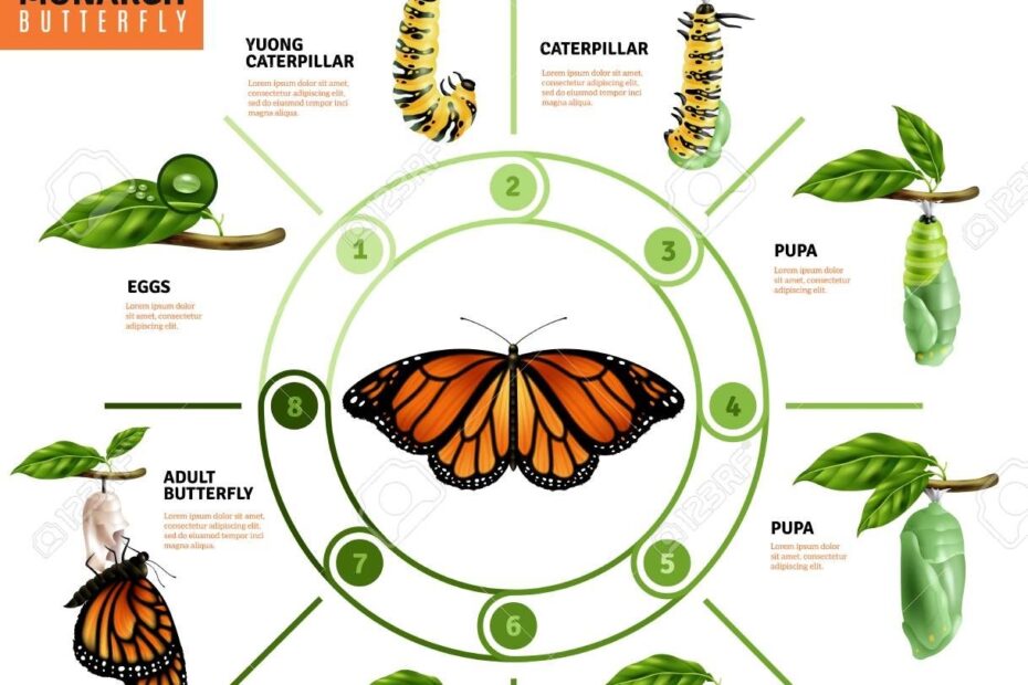 Monarch Butterfly Life Cycle Stages