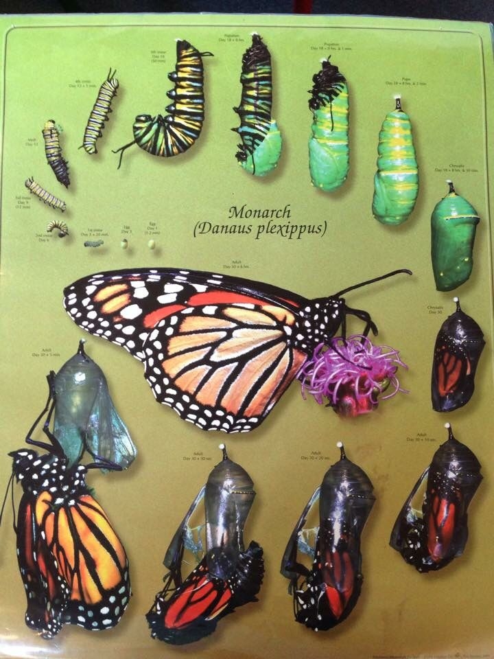 Monarch Butterfly Life Cycle Monarch Butterfly Life Cycle