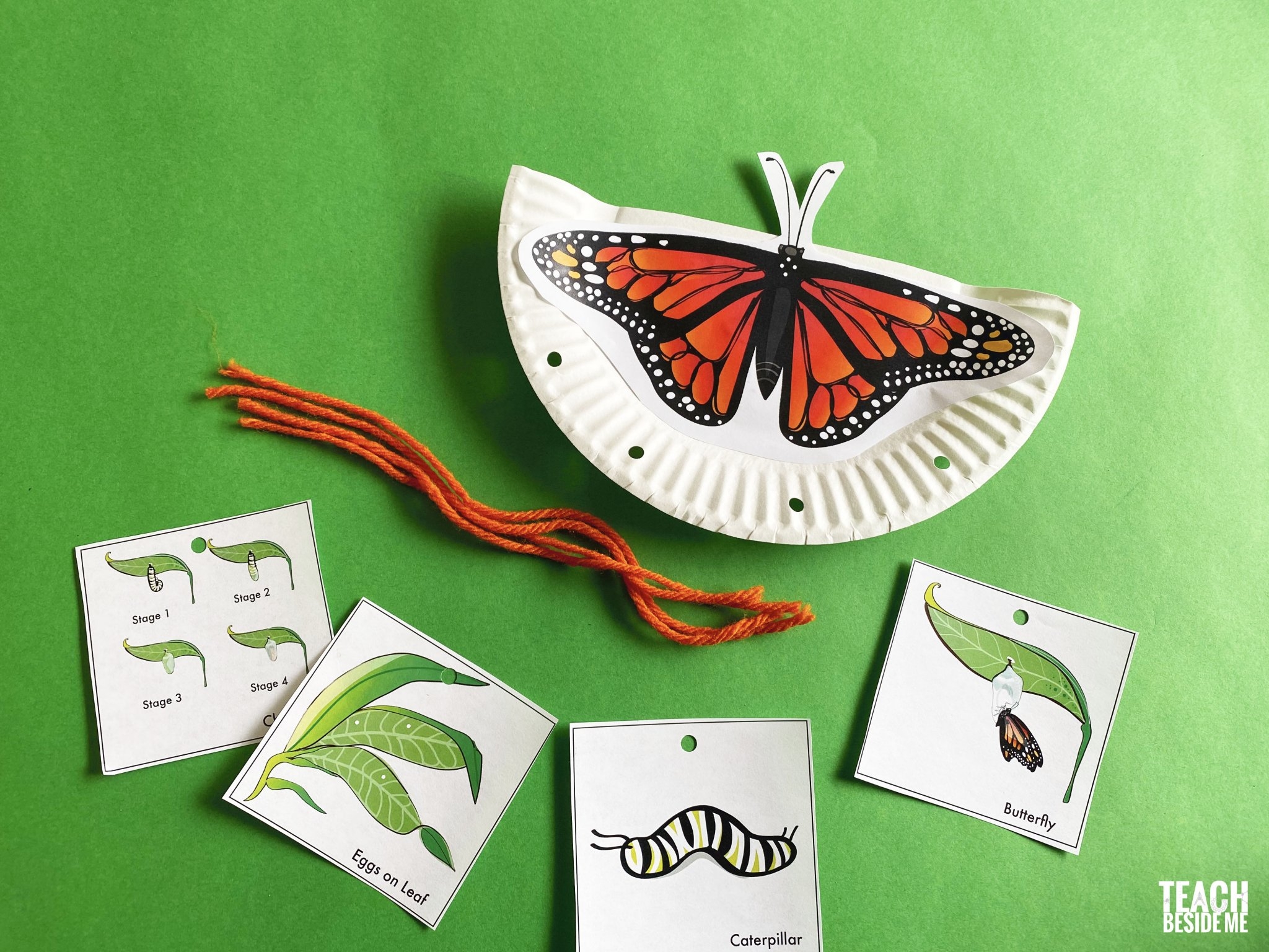 Monarch Butterfly Life Cycle Stages Monarch Butterfly Life Cycle Stages