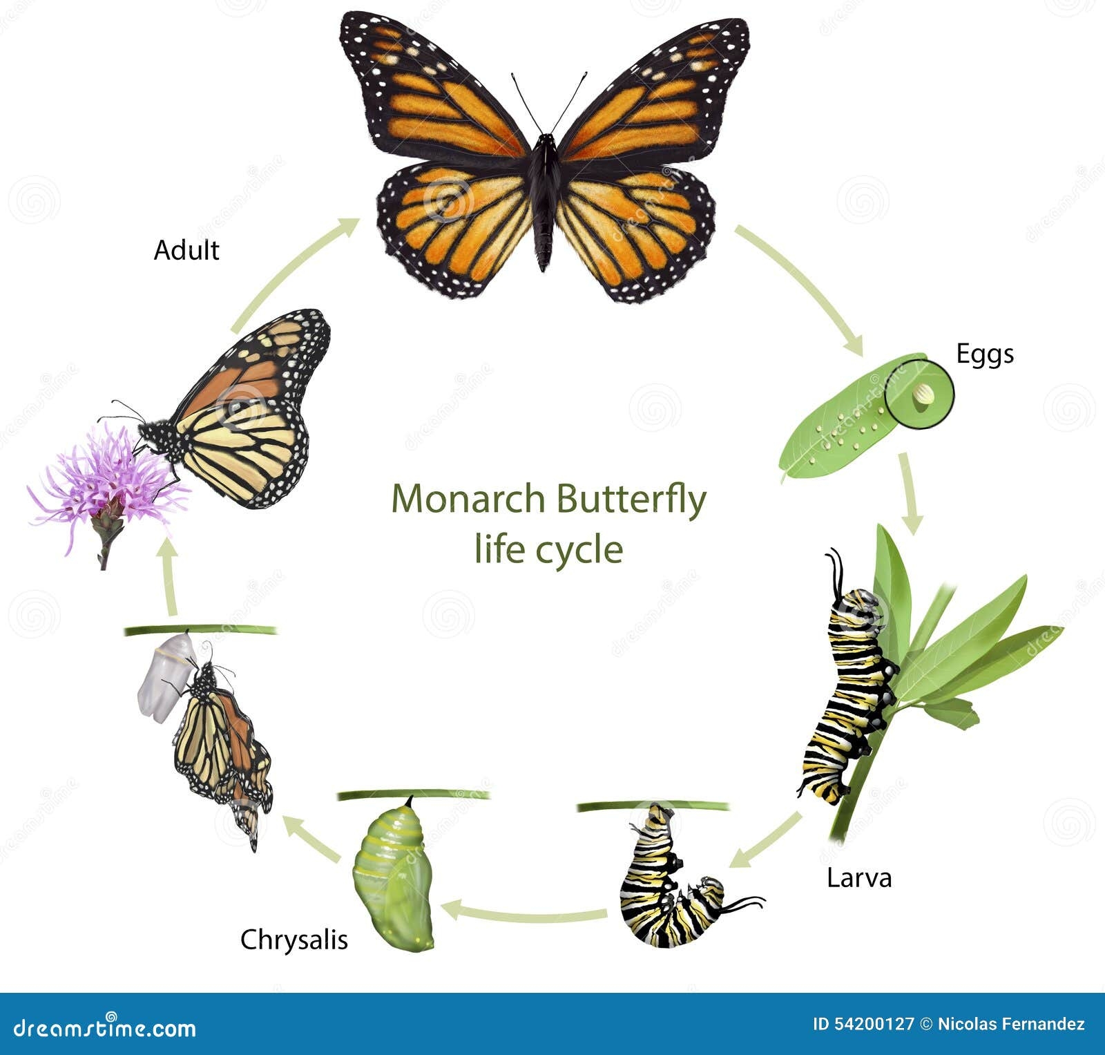 monarch flower life cycle monarch flower life cycle