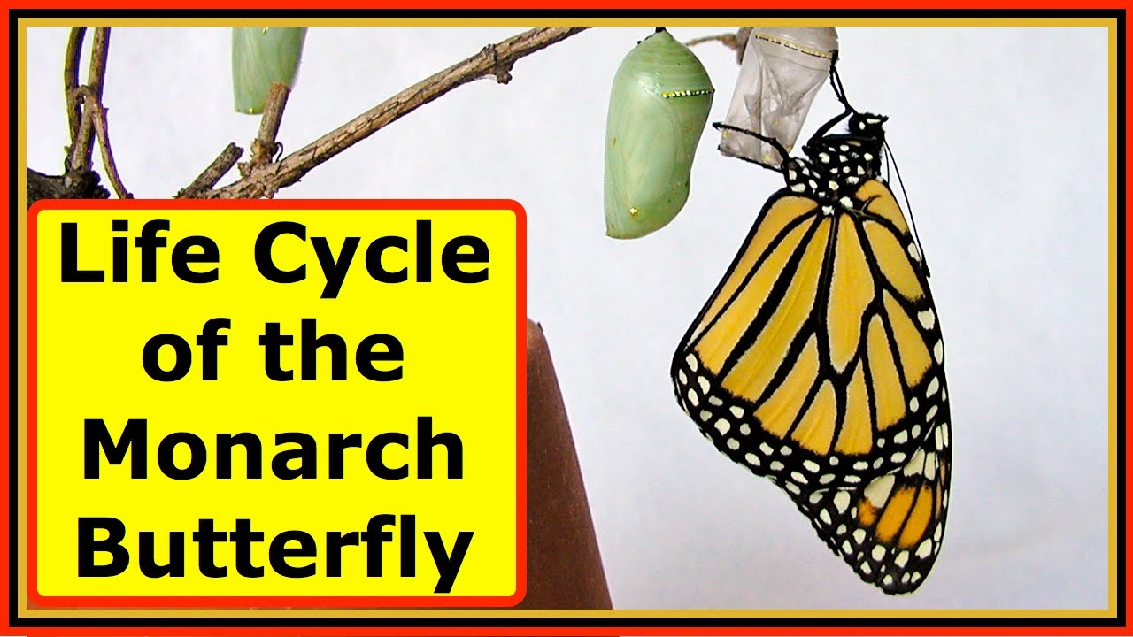 monarch larvae life cycle monarch larvae life cycle