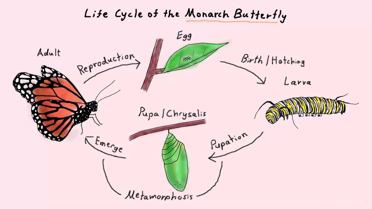 Monarch Butterfly Life Cycle Stages