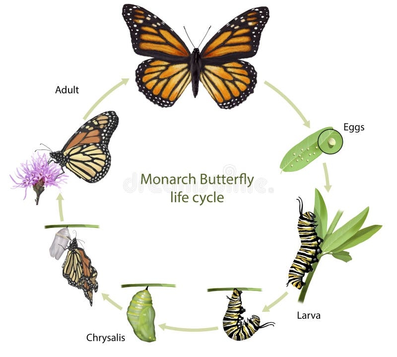 Monarch Butterfly Life Cycle Stock Illustrations 317 Monarch 