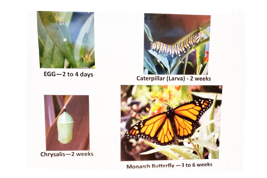 Monarch Butterfly Life Cycle With Photos Vanderlip