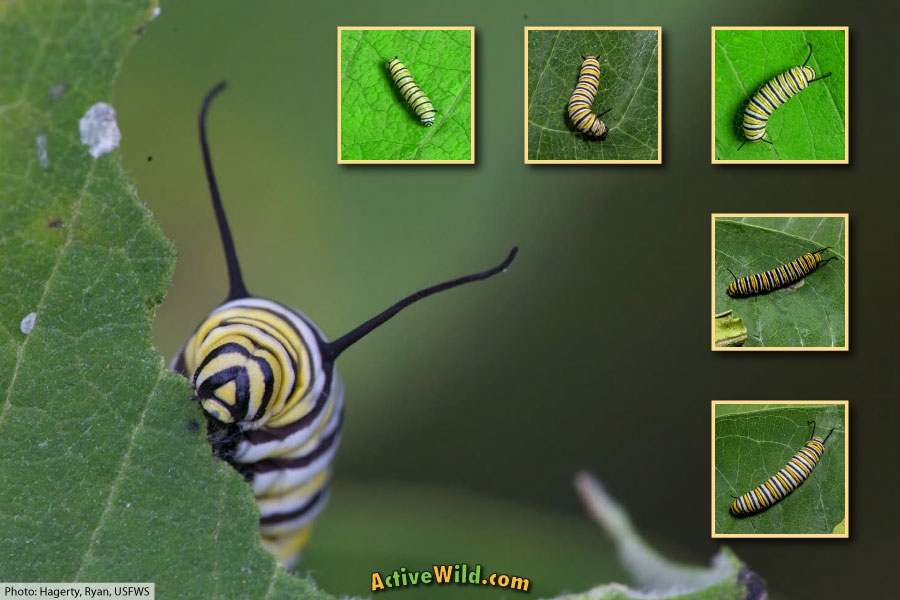 Monarch Caterpillar Stages With Pictures Facts 5 Larval Stage Instars Monarch Caterpillar Stages With Pictures Facts 5 Larval Stage Instars