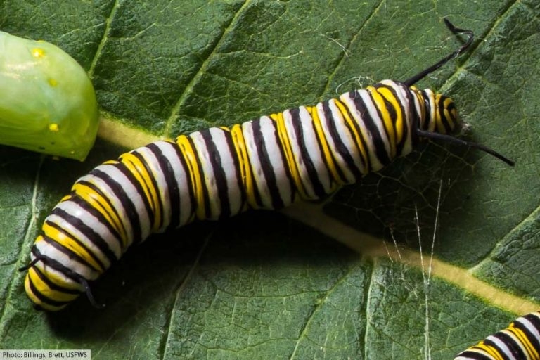 Monarch Caterpillar Stages With Pictures Facts 5 Larval Stage Instars Monarch Caterpillar Stages With Pictures Facts 5 Larval Stage Instars