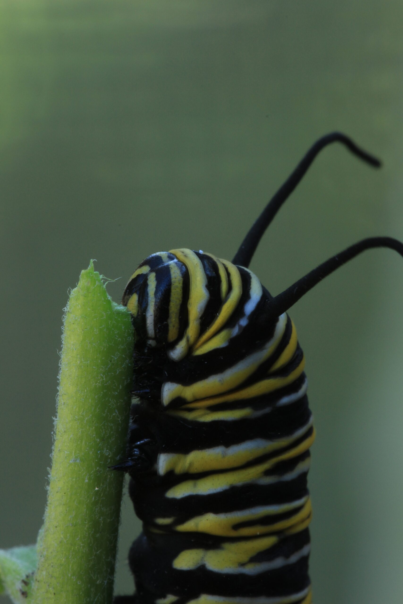 Monarch Larvae Craig Elston Monarch Larvae Craig Elston