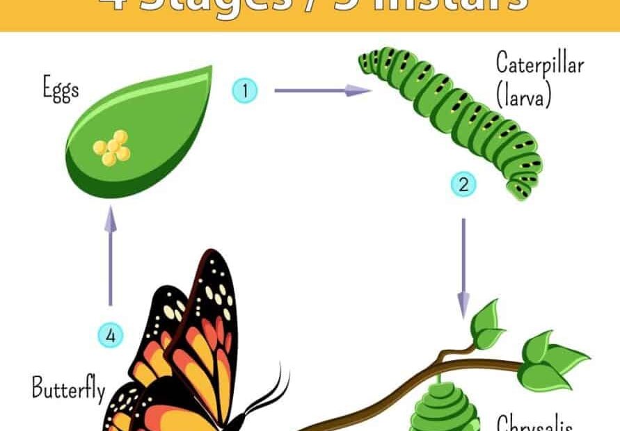 Monarch Life Cycle 4 Stages 5 Instars Photos Video The Buginator