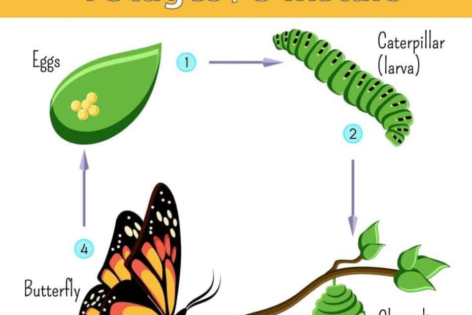 Monarch Life Cycle 4 Stages 5 Instars Photos Video The Buginator