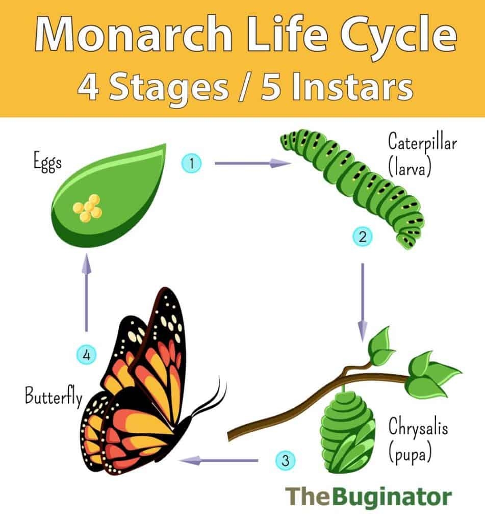 Monarch Life Cycle 4 Stages 5 Instars Photos Video The Buginator Monarch Life Cycle 4 Stages 5 Instars Photos Video The Buginator
