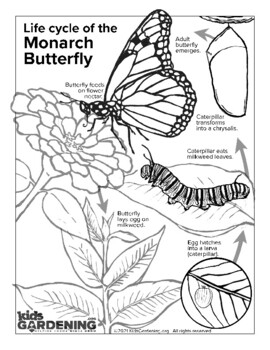 Monarch Life Cycle Coloring Page By KidsGardening TpT Monarch Life Cycle Coloring Page By KidsGardening TpT
