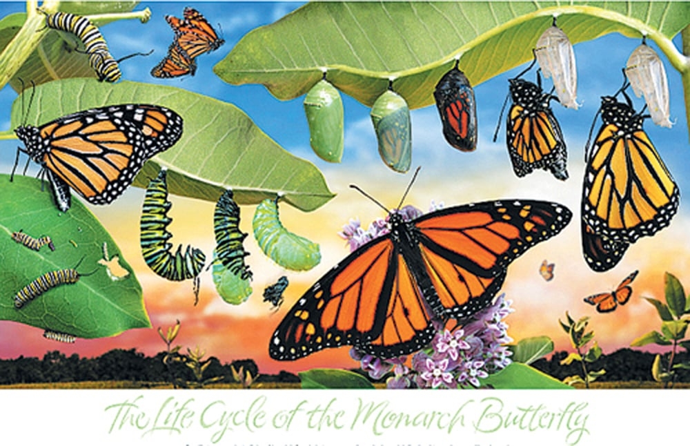 Monarch Life Cycle Poster 113215 Monarch Life Cycles Vrogue co Monarch Life Cycle Poster 113215 Monarch Life Cycles Vrogue co