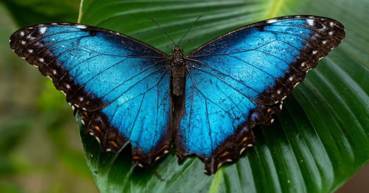 Morpho Butterfly Pictures AZ Animals Morpho Butterfly Pictures AZ Animals