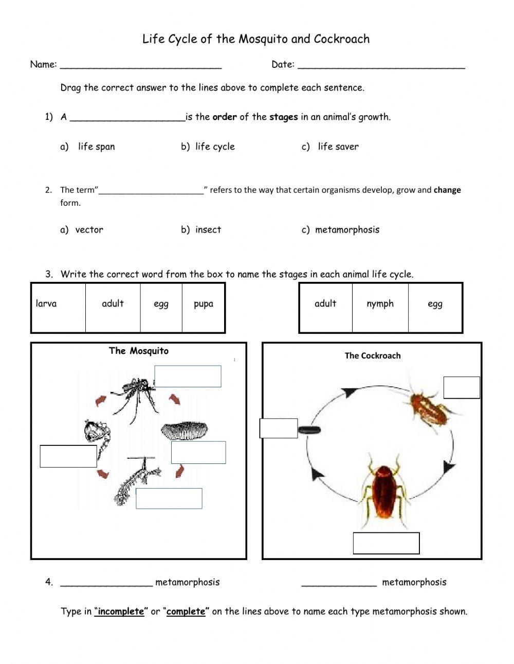 Mosquito Life Cycle Label The Stages PrimaryLearning Org Mosquito Life Cycle Label The Stages PrimaryLearning Org
