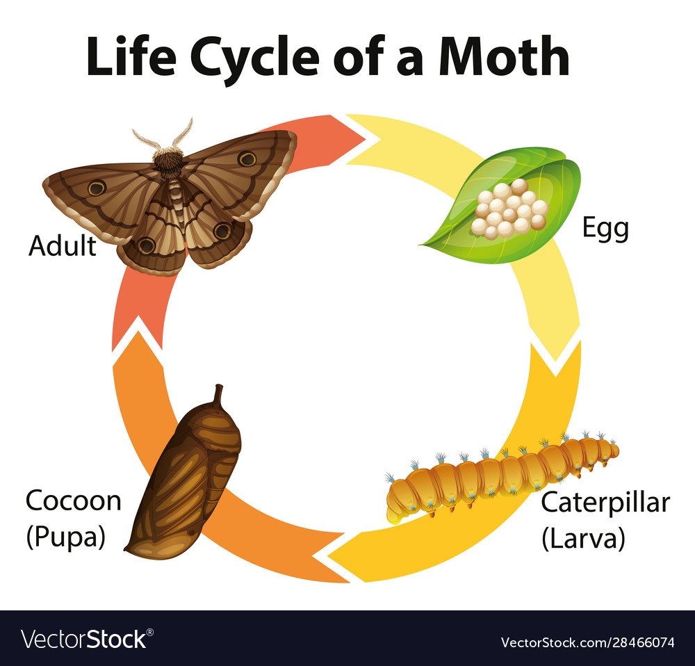 Moth Anatomy Life Cycle Diagram The Best Porn Website Moth Anatomy Life Cycle Diagram The Best Porn Website