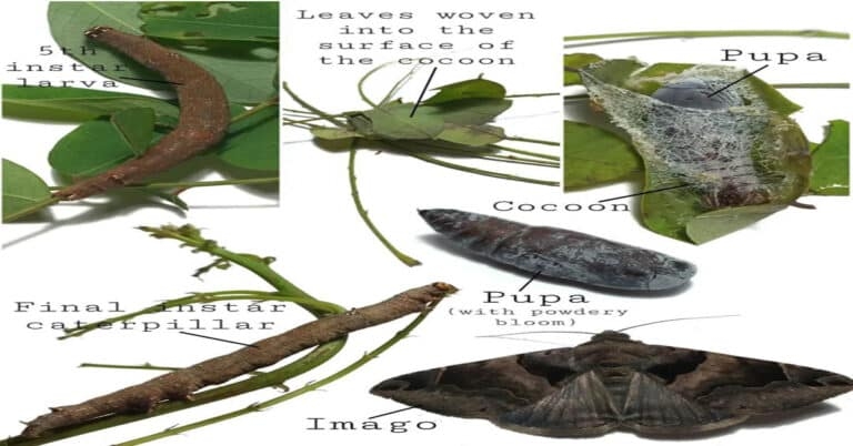 Moth Life Cycle 4 Life Stages Reproduction Learn About Nature Moth Life Cycle 4 Life Stages Reproduction Learn About Nature