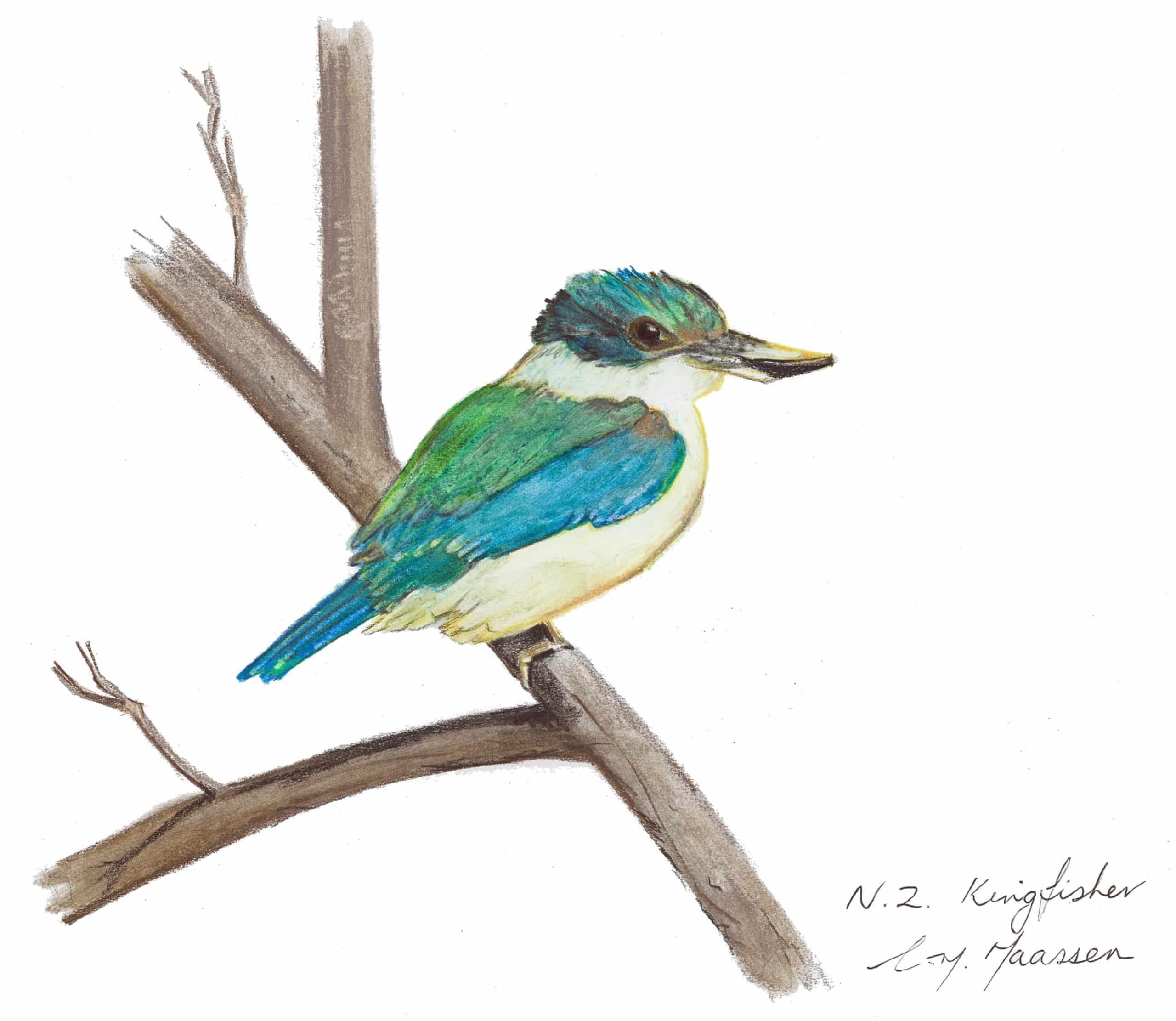 Native Bird And Moana Greeting Cards Amber Lee Floral Studio