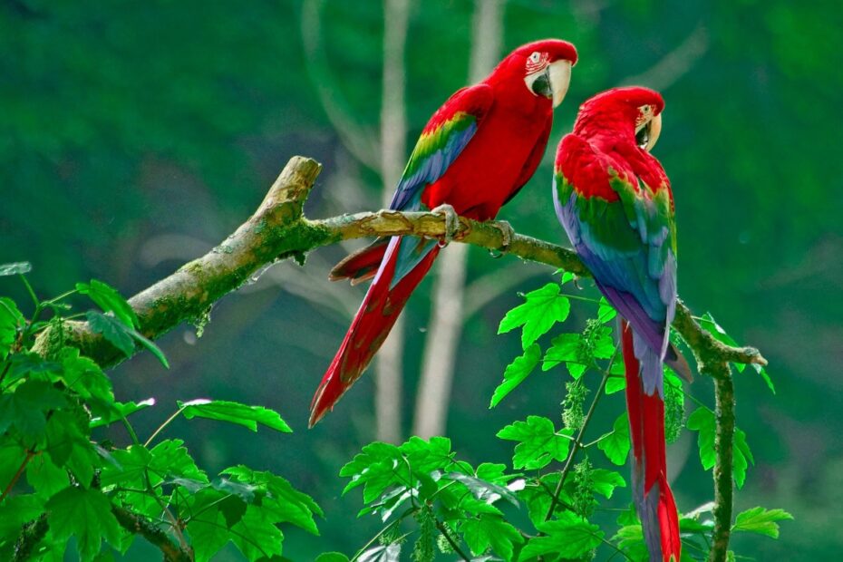 Nature Animals Wildlife Macaws Wallpapers HD Desktop And Mobile