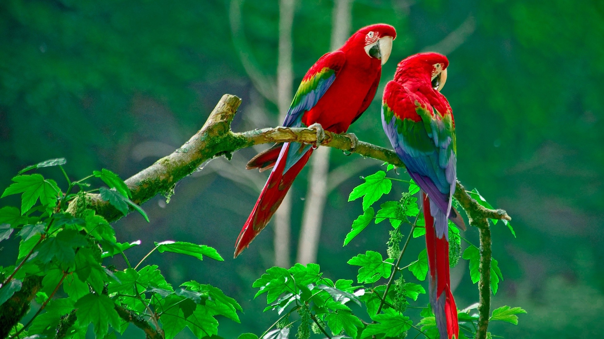Nature Animals Wildlife Macaws Wallpapers HD Desktop And Mobile Nature Animals Wildlife Macaws Wallpapers HD Desktop And Mobile