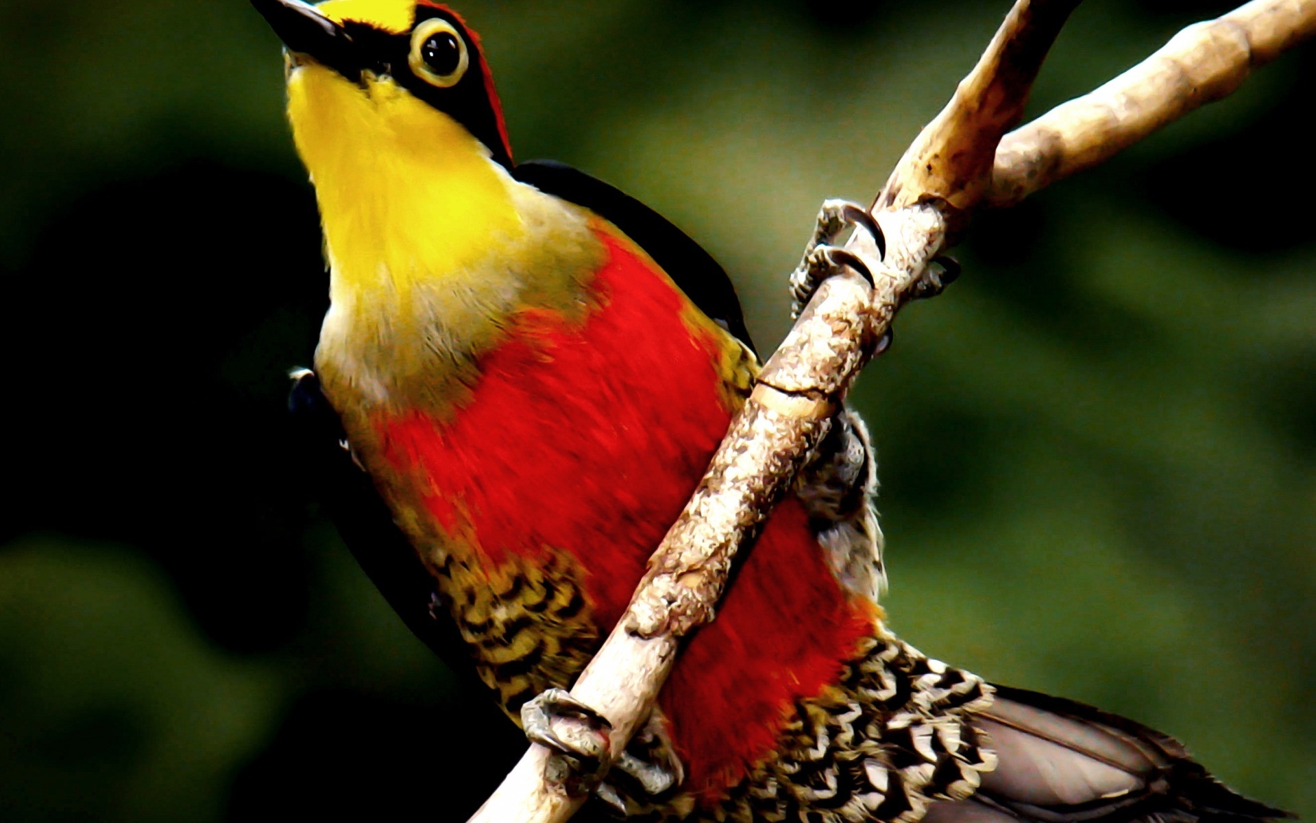 Nature Red Yellow Birds Animals Wildlife Feathers Branches Nature Red Yellow Birds Animals Wildlife Feathers Branches