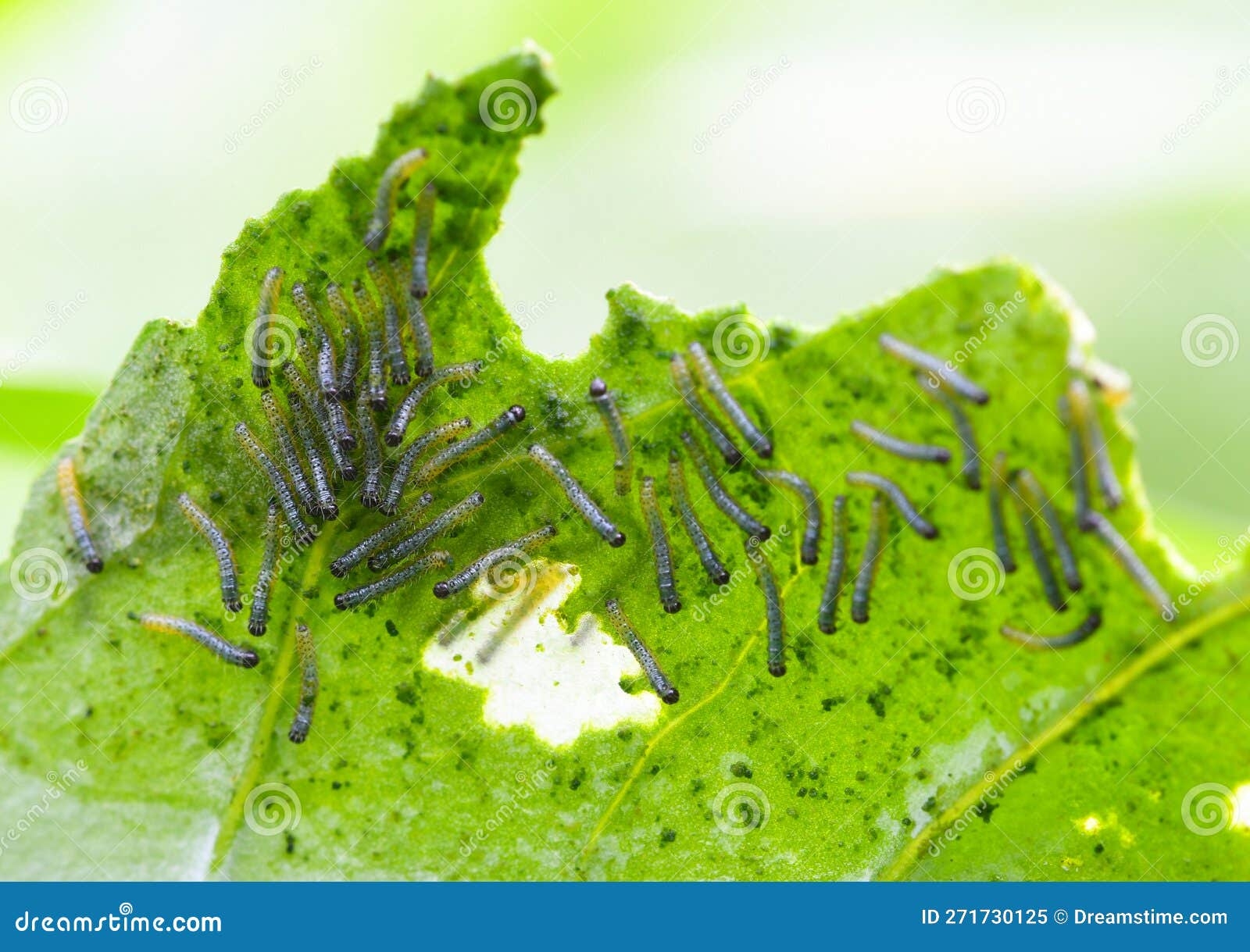 Newly Emerged Larvae Of Cabbage White Butterfly Stock Image Image Of Newly Emerged Larvae Of Cabbage White Butterfly Stock Image Image Of