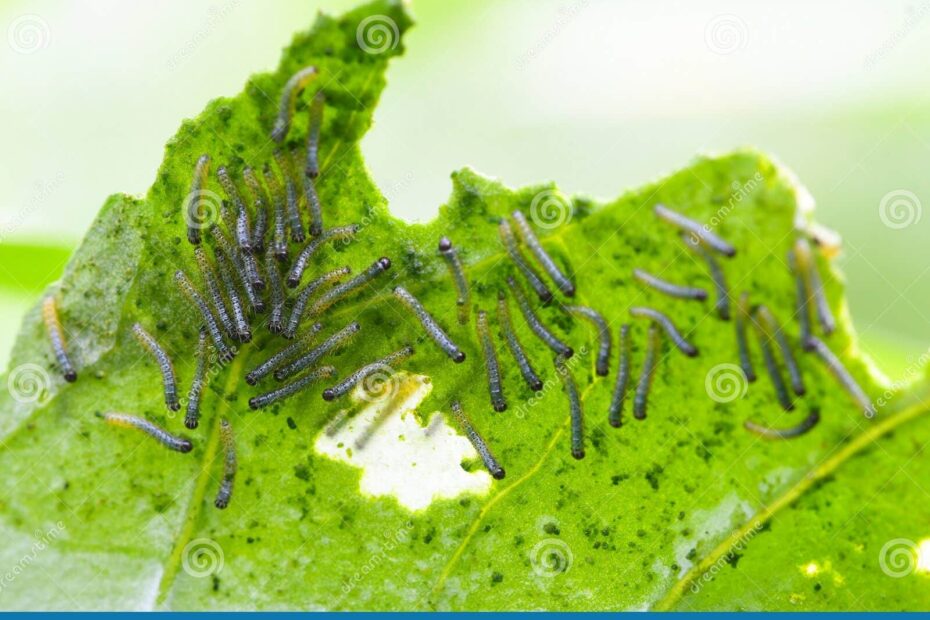 Newly Emerged Larvae Of Cabbage White Butterfly Stock Image Image Of