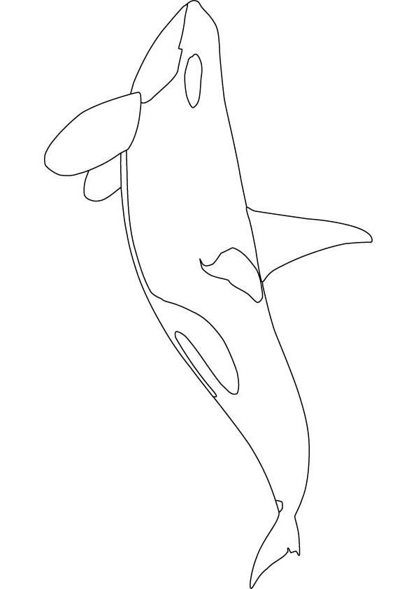 Orca Printable Coloring Pages Orca Printable Coloring Pages