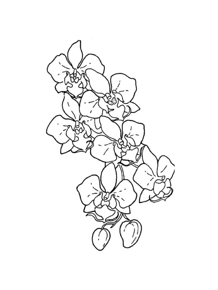 Orchid Flower Free Coloring Page Download Print Or Color Online For Free Orchid Flower Free Coloring Page Download Print Or Color Online For Free