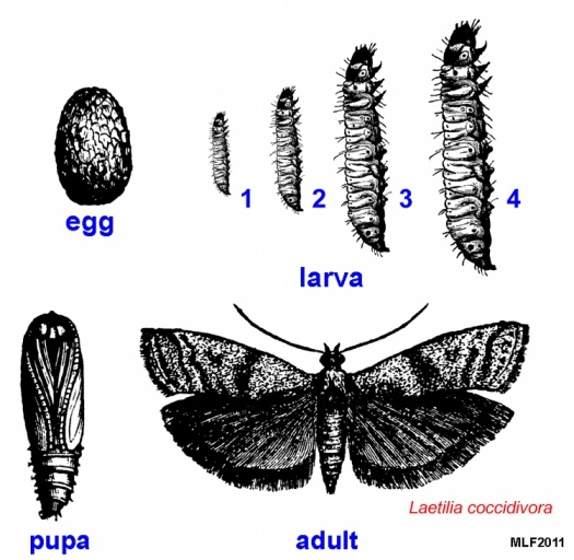Lepidoptera Life Cycle Lepidoptera Life Cycle