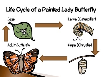 Painted Lady Butterflies An Interactive Presentation Of Their Life Cycle Painted Lady Butterflies An Interactive Presentation Of Their Life Cycle