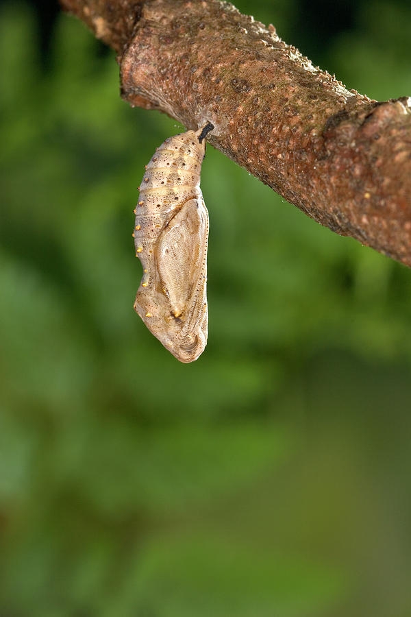 Painted Lady Butterfly Chrysalis Photograph By Michael Durham Painted Lady Butterfly Chrysalis Photograph By Michael Durham