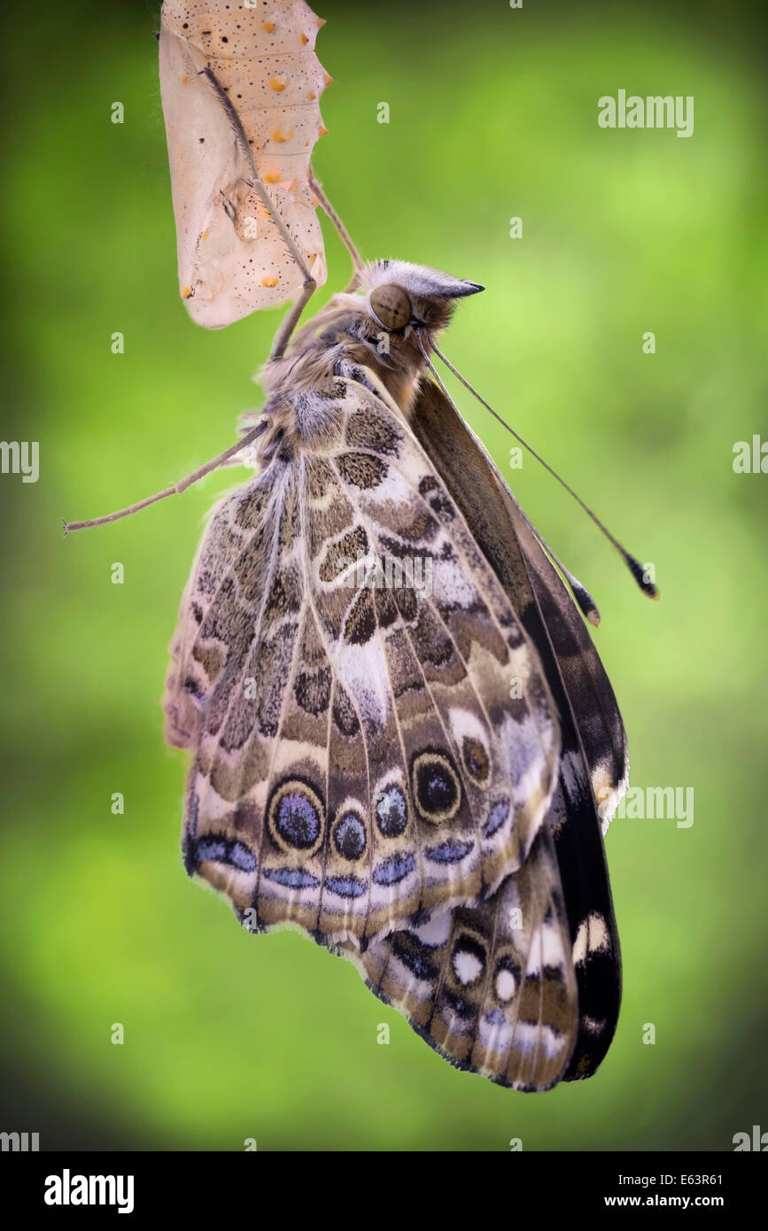 Painted Lady Butterfly Emerging From Chrysalis Stock Photo Alamy Painted Lady Butterfly Emerging From Chrysalis Stock Photo Alamy