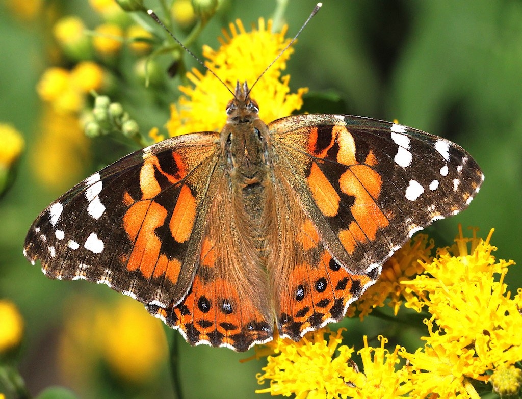 Painted Lady Butterfly Identification Size Host Plants Distribution Painted Lady Butterfly Identification Size Host Plants Distribution