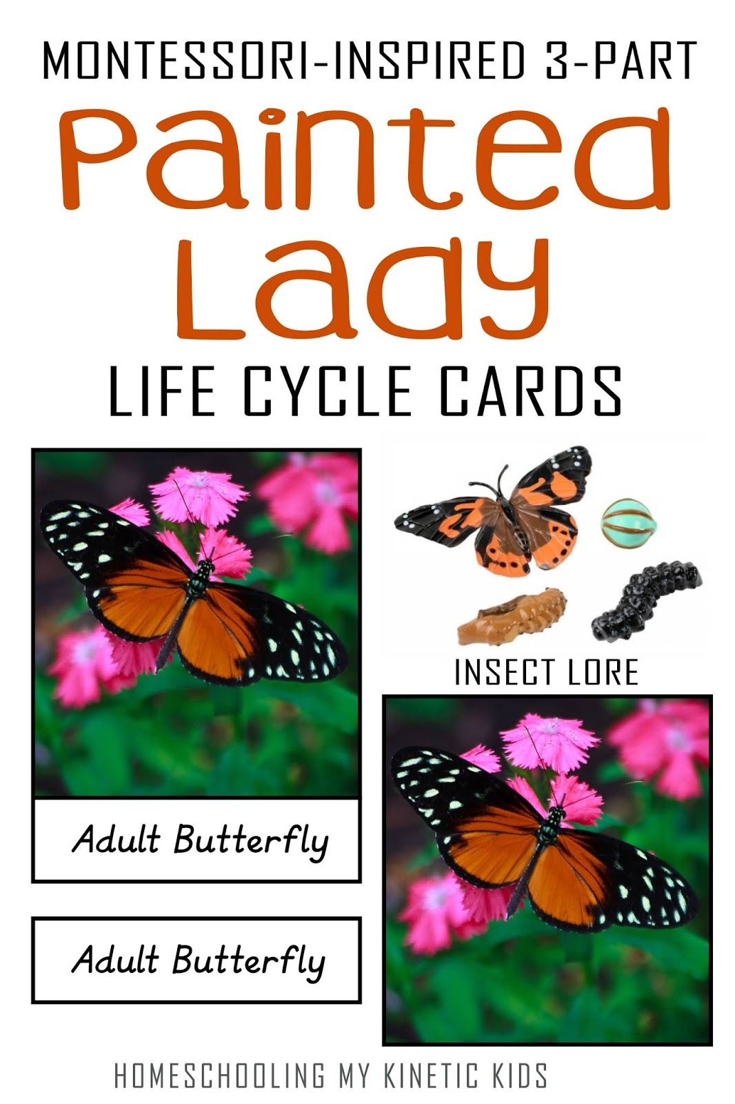 Painted Lady Butterflies Life Cycle Painted Lady Butterflies Life Cycle